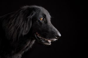 Hund schwarz - Blockhütte Dellfeld